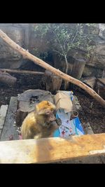 animal