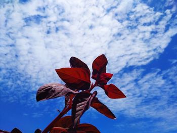 Low angle view of red flowering plant against blue sky