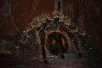 Close-up of spider