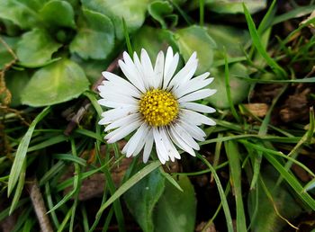 Close-up of white daisy flowers