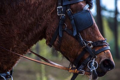 Low section of person on horse