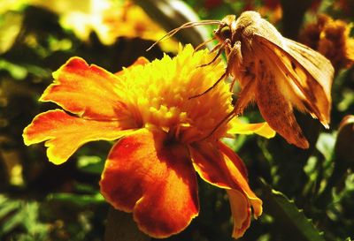 Close-up of butterfly on flower