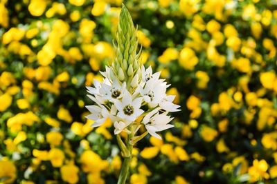 Close-up of white flowers