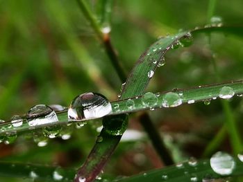 Close-up of water drops on plant