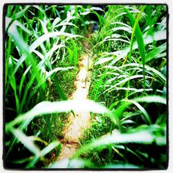 Plants growing on field