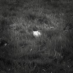 View of cat on field