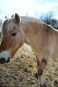 Close-up of horse against sky