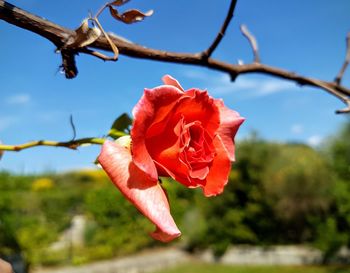 Close-up of red flowers