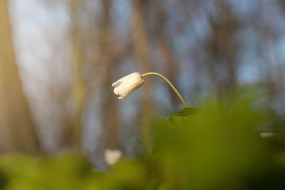 Close-up of white flowering plant