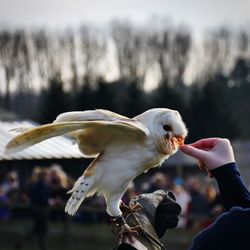 Close-up of hand feeding bird