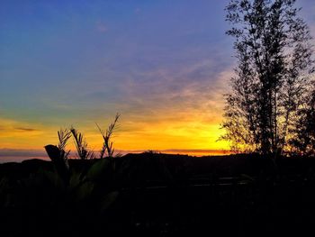 Silhouette of trees at sunset