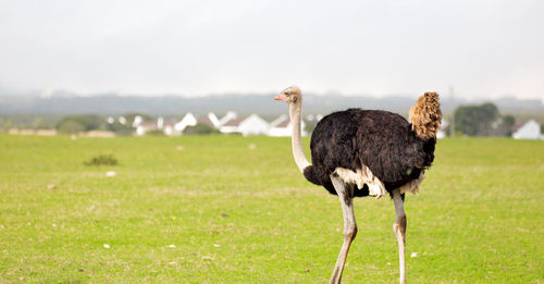 Bird standing in a field