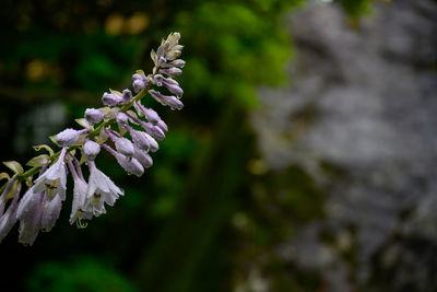 Close-up of purple flowering plant