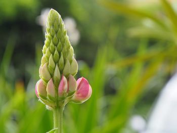 Close-up of flowering plant