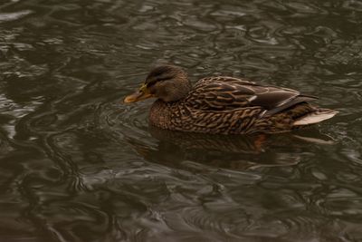 High angle view of duck swimming in lake