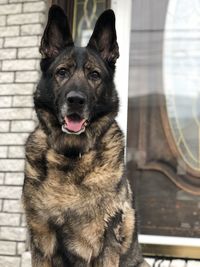 Close-up portrait of a dog
