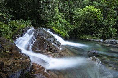 Scenic view of waterfall in forest