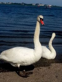 Close-up of swan swimming on lake