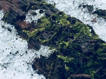 High angle view of moss on rock