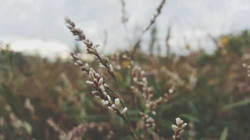 Close-up of fresh plant