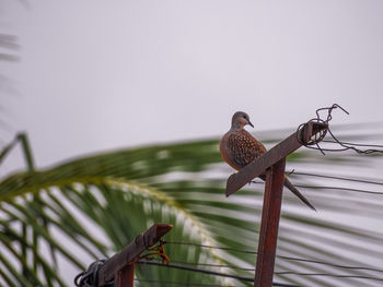 Low angle view of bird perching on metal against sky