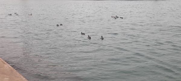 High angle view of ducks swimming in lake