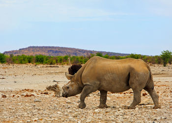 Rhinoceros standing on field