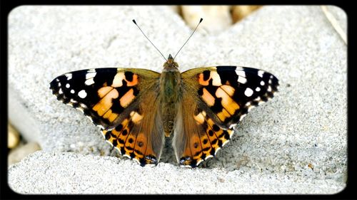 Butterfly perching on leaf