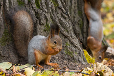 Close-up of squirrel on tree trunk