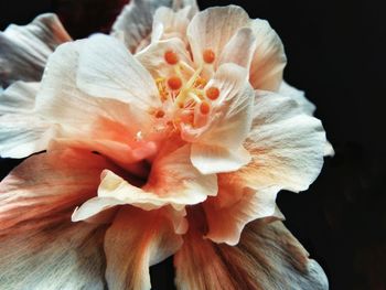 Close-up of flower blooming outdoors