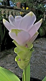 Close-up of flower blooming outdoors