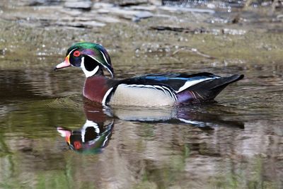 Bird in a lake