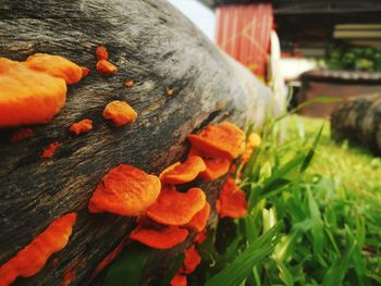 Close-up of red chili peppers