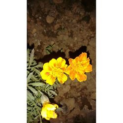 Close-up of yellow flowers