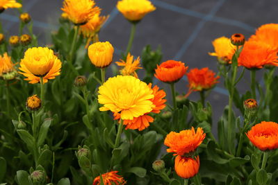 Close-up of orange flowering plants