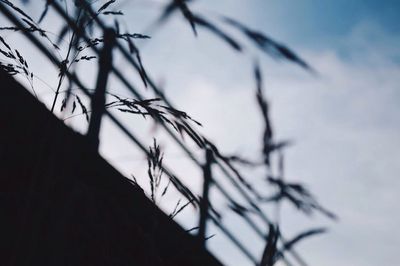 Low angle view of plant against sky