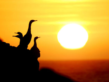 Silhouette of person against sky during sunset