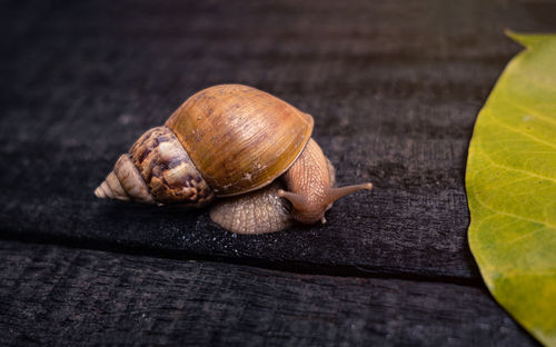 Close-up of snail on table