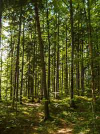 Trees in forest against sky