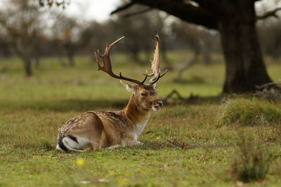 Deer in a field