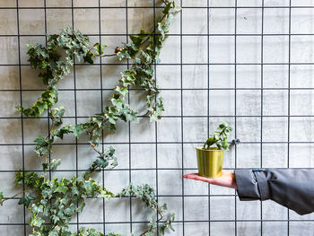 Cropped hand holding potted plant