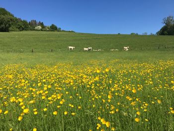 Scenic view of flowers field against clear sky