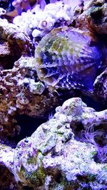 Close-up of coral in sea