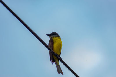 Low angle view of bird perching on cable against clear sky