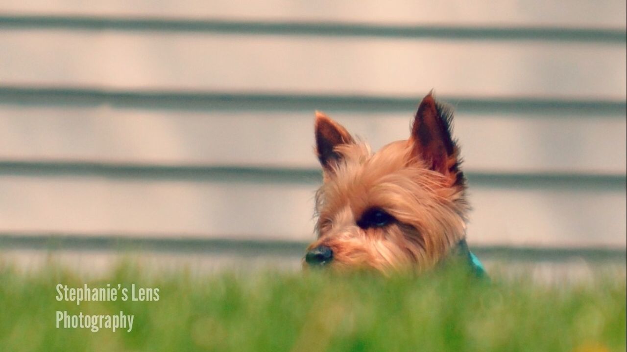 domestic animals, dog, animal themes, pets, one animal, mammal, animal hair, animal head, close-up, portrait, selective focus, focus on foreground, brown, zoology, looking at camera, animal body part, loyalty, no people, pet collar, vertebrate