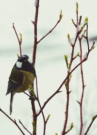 Close-up of bird perching on tree