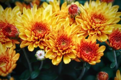 Close-up of yellow flowers