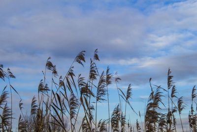 Low angle view of plants against cloudy sky