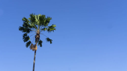 Low angle view of coconut palm tree against blue sky