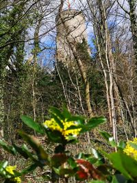 Low angle view of flowering trees in forest
